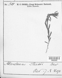 Puccinia thesii image